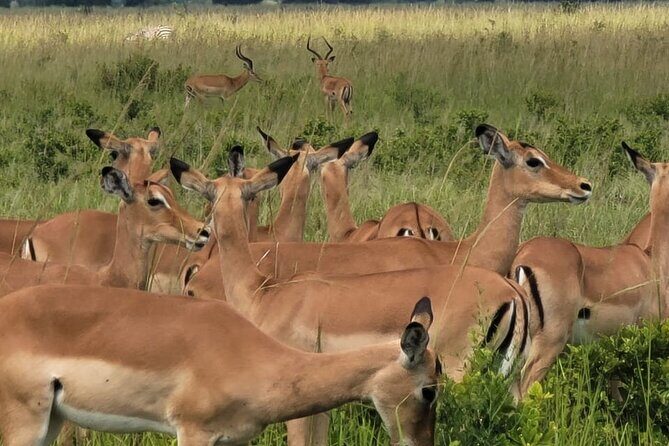 4 Days 3 Nights Safari to Mikumi National Park - Mikumi National Park: why it’s such a good bet from Dar