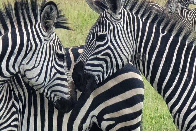 4 Days 3 Nights Safari to Mikumi National Park - Day 1: pickup out of Dar and your first Mikumi game-drive chances