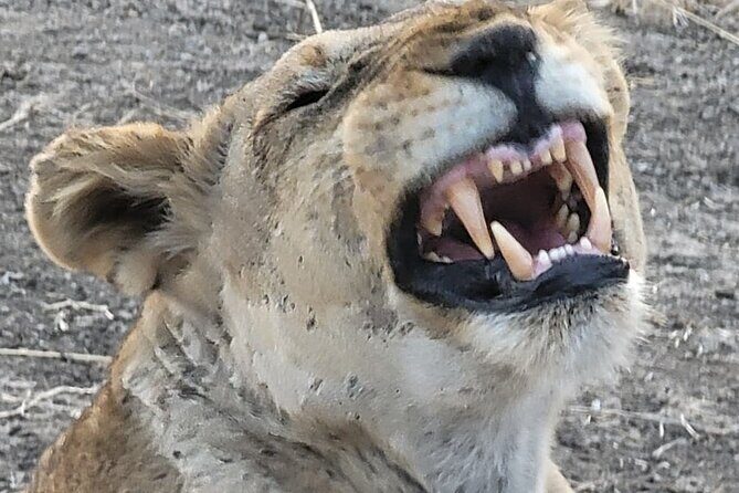 4 Days 3 Nights Safari to Mikumi National Park - Day 2: full-day game drives in Mikumi’s prime animal zones