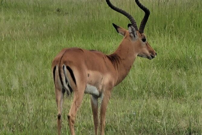 4 Days 3 Nights Safari to Mikumi National Park - Day 3: second-day wildlife odds plus possible culture or waterfall time