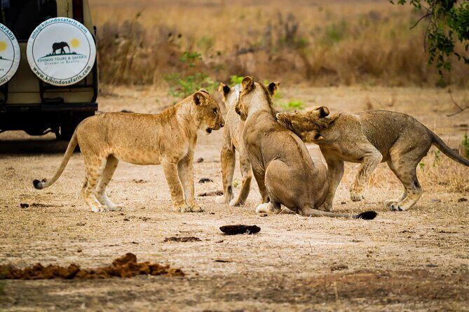 4 Days 3 Nights Safari to Mikumi National Park - Day 4: final morning drives and a smooth return toward Dar