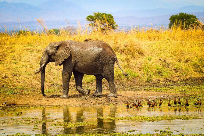 4 Days 3 Nights Safari to Mikumi National Park - Wildlife highlights: what you should actually watch for