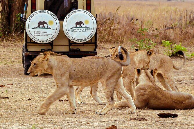 4 Days 3 Nights Safari to Mikumi National Park - Guides and drivers: why this safari feels different in the real world