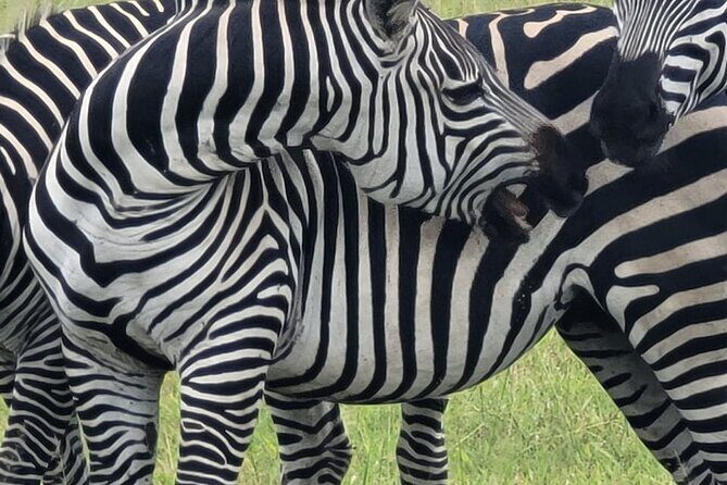 4 Days 3 Nights Safari to Mikumi National Park - The $1,100 price: value that comes from what’s included