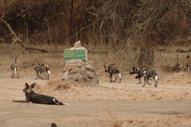 4 days / 3 Nights safari to Ruaha National park - Key things to know before you go