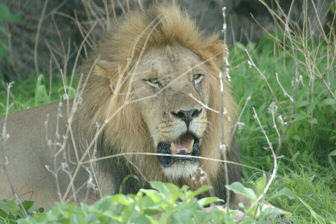 4 days / 3 Nights safari to Ruaha National park - Day 1: your transfer to Ruaha and the first afternoon game drive