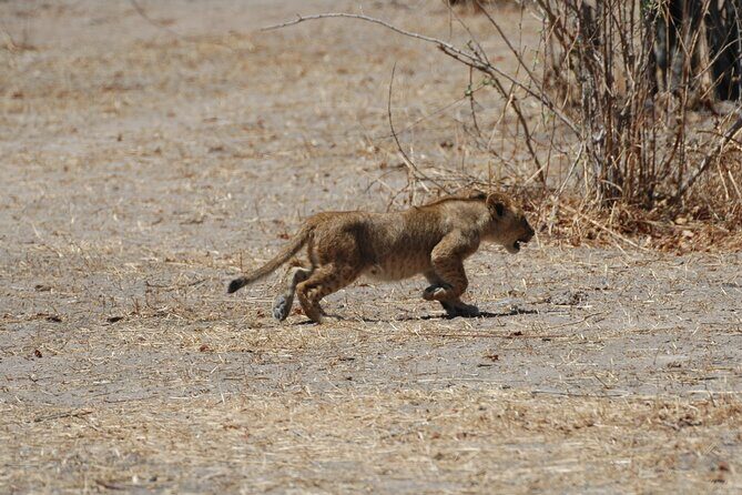 4 days / 3 Nights safari to Ruaha National park - Day 3: sunrise walking safari on the Great Ruaha River
