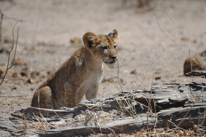 4 days / 3 Nights safari to Ruaha National park - Day 4: early morning drives and leaving Ruaha for Iringa
