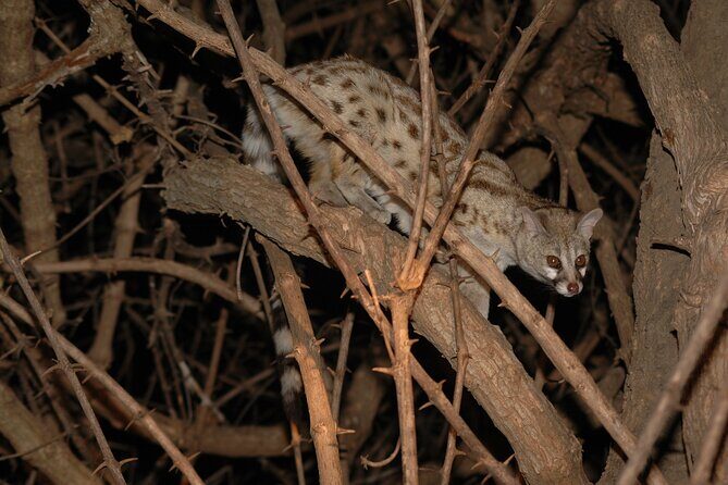 4 days / 3 Nights safari to Ruaha National park - Guides, food, and the small details that make Ruaha enjoyable