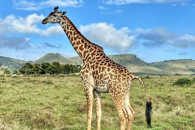 4 Days 3 Nights Selous (Nyerere national park) & Mikumi Adventure - Day 3: Walking safari in Selous, then Mikumi Savannah half-day