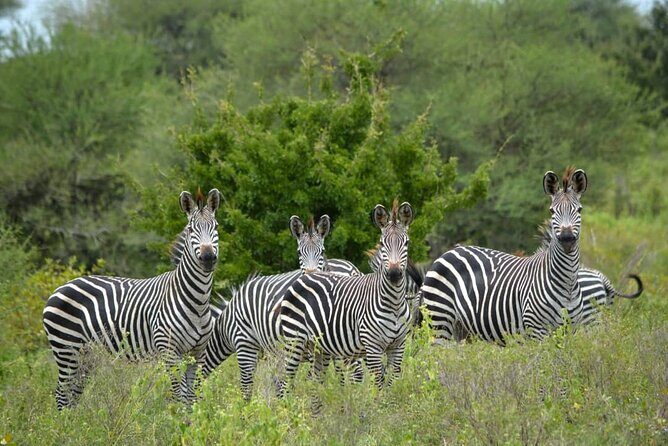4 Days 3 Nights Selous (Nyerere national park) & Mikumi Adventure - Day 1: The Rufiji River boat safari after the drive from Dar es Salaam