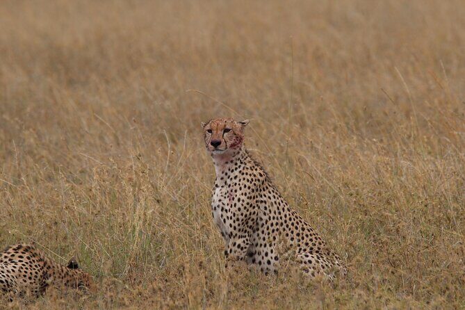 4 Days 3 Nights Tanzanian Budget Safari Tour - Serengeti nights: a budget tented camp inside the park
