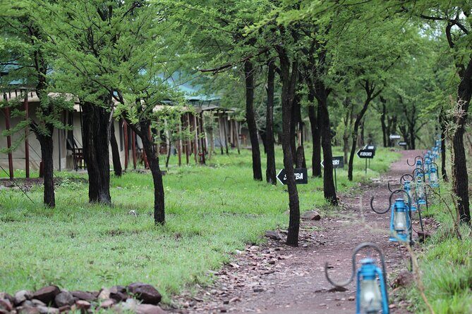 4 Days 3 Nights Tanzanian Budget Safari Tour - Timing, drives, and what a “budget safari” really means