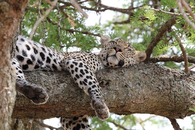 4 Days 3 Nights Tanzanian Budget Safari Tour - Day 1 in Tarangire: elephants first, then on to Karatu
