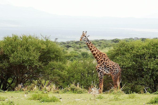 4 days Awesome Luxury safari Tarangire Serengeti & Ngorongoro - Day 2: Serengeti Through Karatu and Ngorongoro Gate Viewpoints