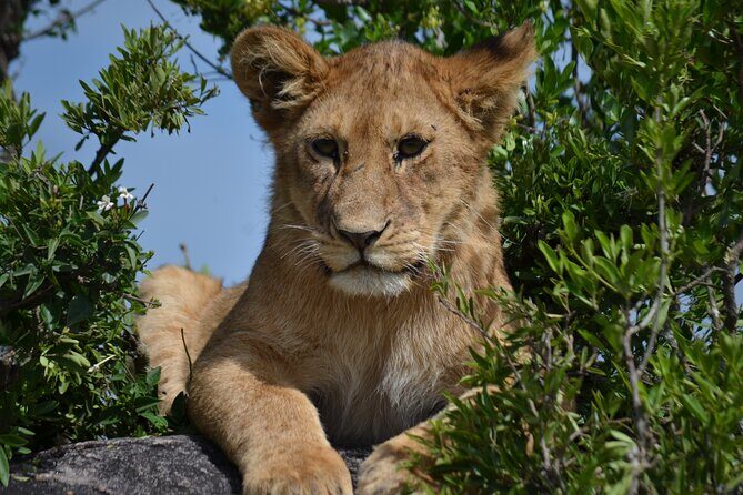 4 days Awesome Luxury safari Tarangire Serengeti & Ngorongoro - What Included Means for Your Comfort Level (Meals, Drinks, and Time)