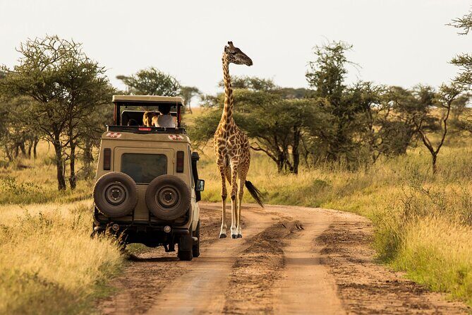 4 days Awesome Luxury safari Tarangire Serengeti & Ngorongoro - Price and Value: What $2,928 Covers (and Why That Matters)