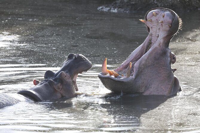 4 Days Big 5 Tour & Cultural Experience - Day 4 Lake Manyara: Tree-Climbing Lions, Flamingos, Hot Springs, Maasai Boma