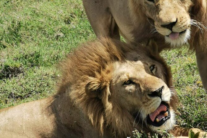 4 Days Big 5 Tour & Cultural Experience - Guides, Vehicles, and Timing That Can Make or Break Your Days