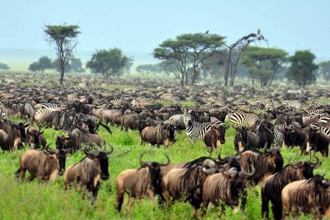 4: days Big five safari - Vehicles, meals, and the small comfort wins that add up