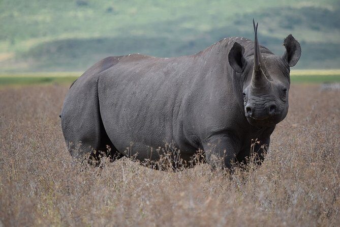 4: days Big five safari - Timing, drives, and what a packed schedule means for you