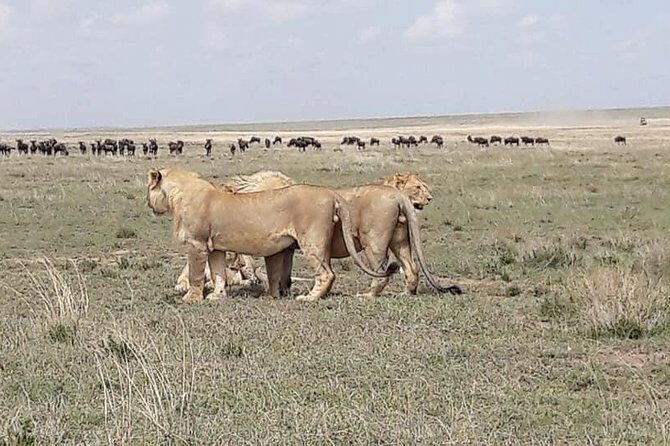 4: days Big five safari - Price and value: what $1,641 per group really buys