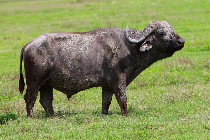 4 Days Experience big five in Tarangire, Serengeti & Ngorongoro Safari - Big Five Expectations vs. Real Wildlife Chances in Tarangire, Serengeti & Ngorongoro