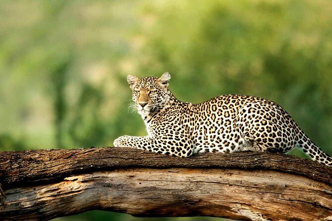 4 Days Experience big five in Tarangire, Serengeti & Ngorongoro Safari - Day 1 Tarangire National Park: Elephants, Baobabs, and Kizumba Campsite Evenings