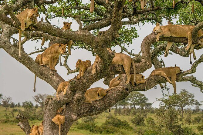 4 Days Experience big five in Tarangire, Serengeti & Ngorongoro Safari - Day 2 Serengeti Transfer and the Olduvai Gorge Option