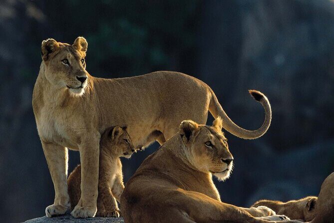 4 Days Experience big five in Tarangire, Serengeti & Ngorongoro Safari - Day 3 Serengeti Sunrise Game-Drive, Then Ngorongoro Rim at Simba Campsite