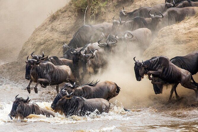 4 Days Experience big five in Tarangire, Serengeti & Ngorongoro Safari - The Guides: Why Damas, Joseph, Festus, Brian, Musa, Malisa, Tiger, Hamisi, and Freddy Get Named