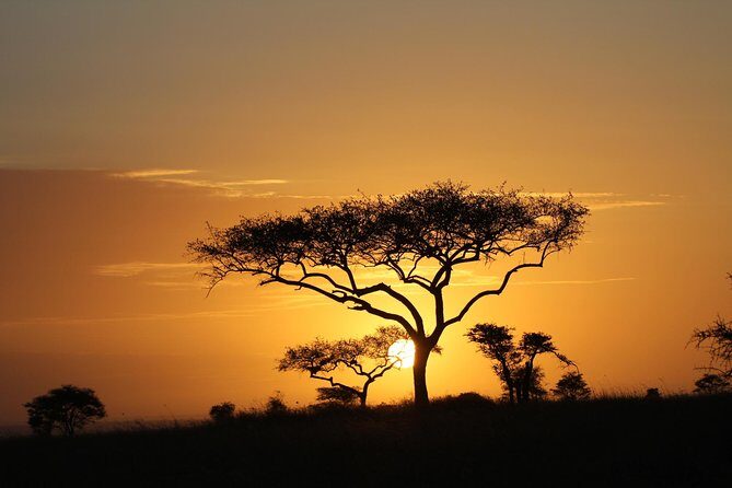 4 Days Game drives Safari Tarangire, Serengeti and Ngorongoro Crater - A tight 4-day loop through Tarangire, Serengeti, and Ngorongoro