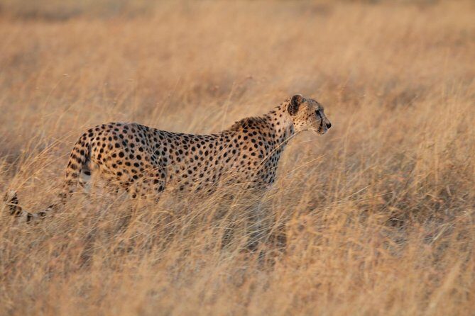 4 Days Game drives Safari Tarangire, Serengeti and Ngorongoro Crater - Day 2: Serengeti arrival with Olduvai Gorge and optional Laetoli