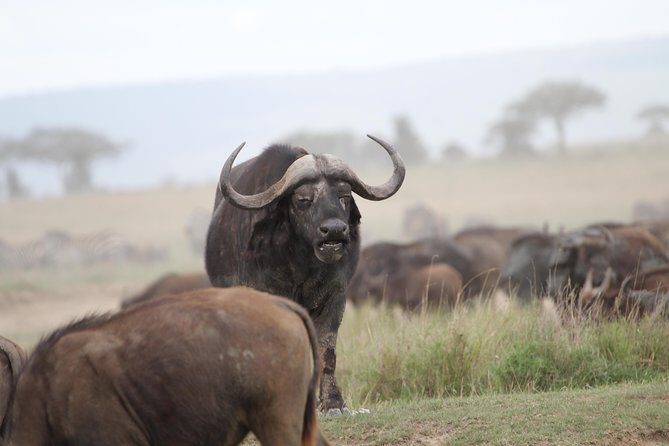 4 Days Game drives Safari Tarangire, Serengeti and Ngorongoro Crater - Day 3: an early Serengeti drive, then crater dinner at Rhino Lodge