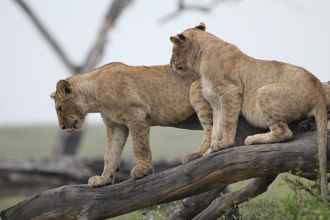 4 Days Game drives Safari Tarangire, Serengeti and Ngorongoro Crater - Guides and service: the Face of Africa team style