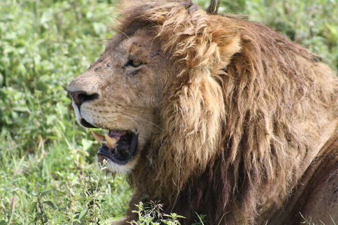 4 Days Group Camping Safari - Day 1: Tarangire National Park for elephants and baobabs