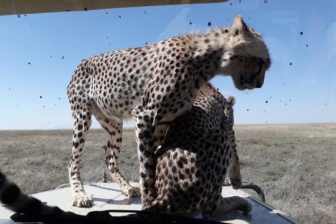 4 Days Group Joining Camping Safari to Tarangire Serengeti Ngorongoro Crater - Day 2: Serengeti’s predator energy and the big plains feel