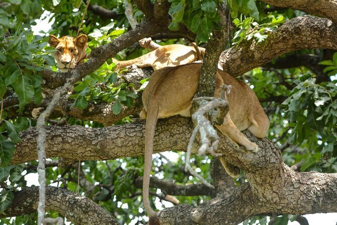 4 Days Group Joining Camping Safari to Tarangire Serengeti Ngorongoro Crater - Day 1: Tarangire National Park and the camping intro