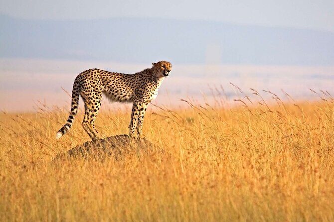 4 Days Group Joining Camping Tanzania safari - Tarangire game drives: elephants, lions, and the birds of the swamps