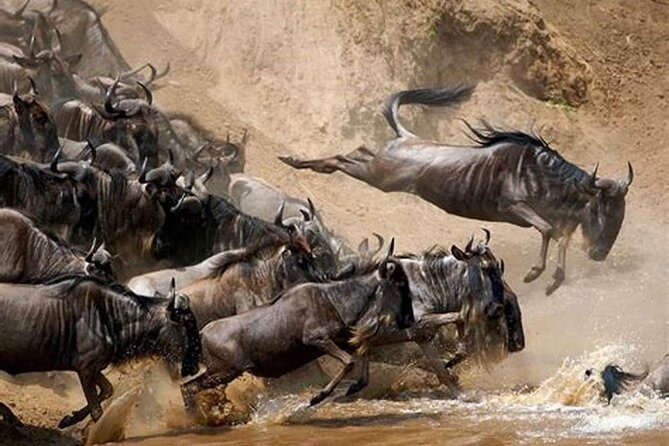 4 Days Joined Group Safari Serengeti,Ngorongoro and Tarangire National Parks - 4WD pop-up Jeep time: better sightlines, shared spotting, fewer headaches
