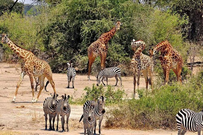 4 Days Joined Group Safari Serengeti,Ngorongoro and Tarangire National Parks - Meals, camping gear, and the reality of safari comfort