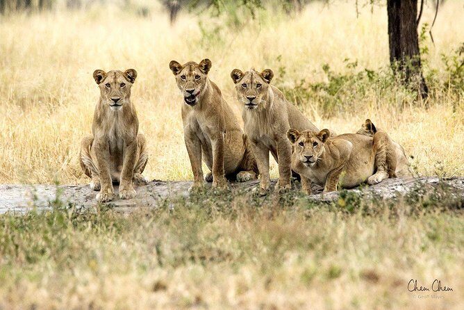 4 Days Joining group budget camp Safari in Serengeti , Ngorongoro and Tarangire - From Arusha: Free airport pick-up and a head-start night