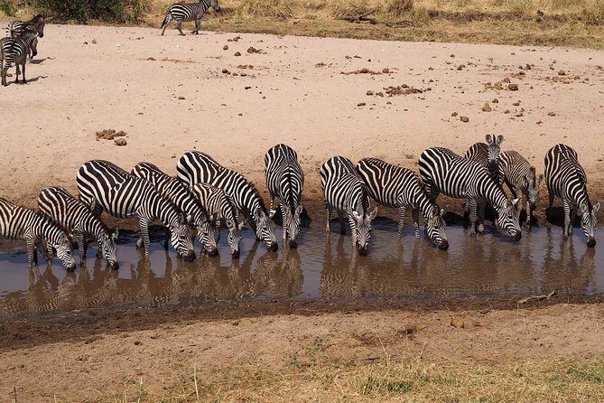 4 Days Joining group budget camp Safari in Serengeti , Ngorongoro and Tarangire - Serengeti National Park: lions, leopard, and the magic of waiting