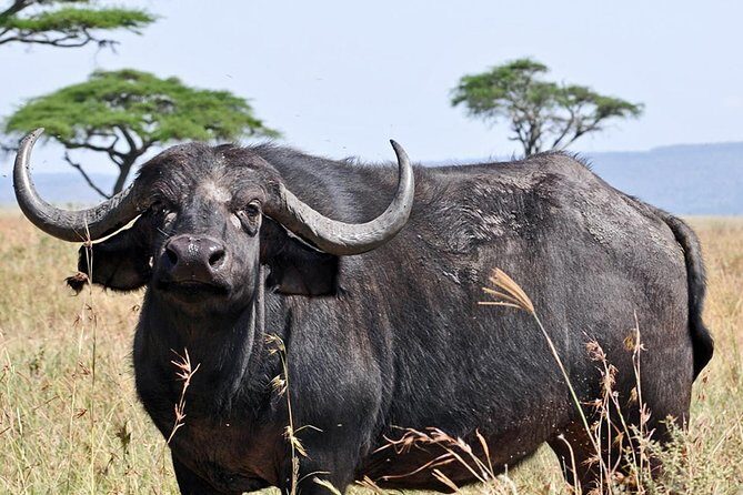 4 Days Joining group budget camp Safari in Serengeti , Ngorongoro and Tarangire - Ngorongoro Crater: dense sightings from one dramatic setting