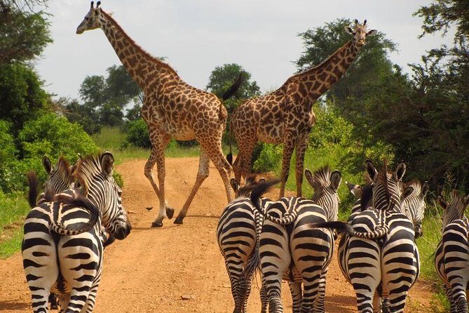4 Days Joining group budget camp Safari in Serengeti , Ngorongoro and Tarangire - Camping nights: budget lodge first, then tents with included gear