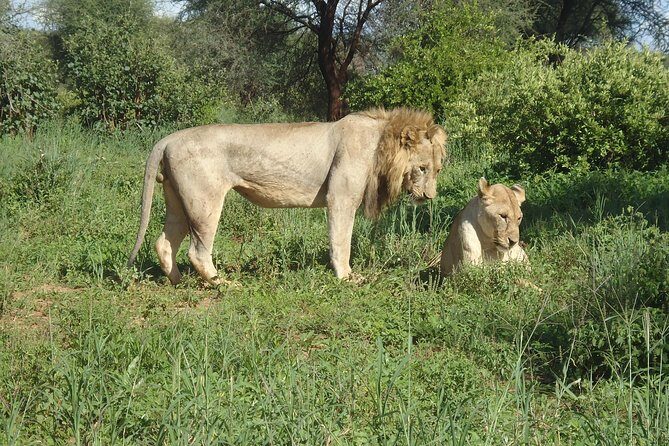 4 Days Joining group budget camp Safari in Serengeti , Ngorongoro and Tarangire - Meals and drinks included: what your day-to-day actually feels like