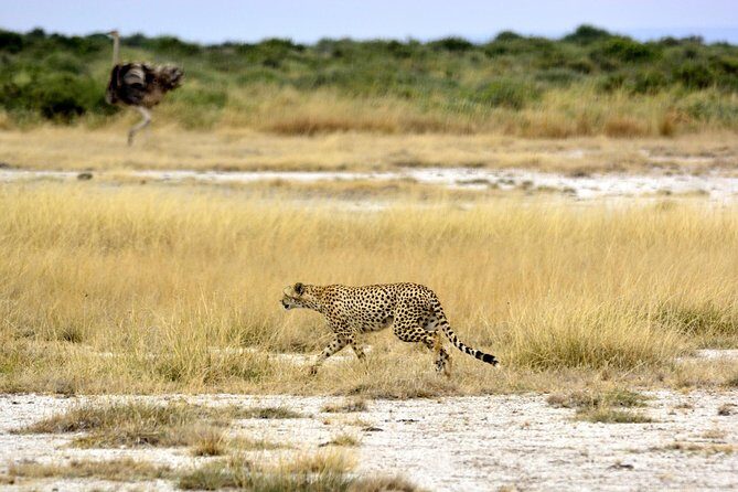 4 Days Joining group budget camp Safari in Serengeti , Ngorongoro and Tarangire - Your guide and communication: English, Spanish, and French