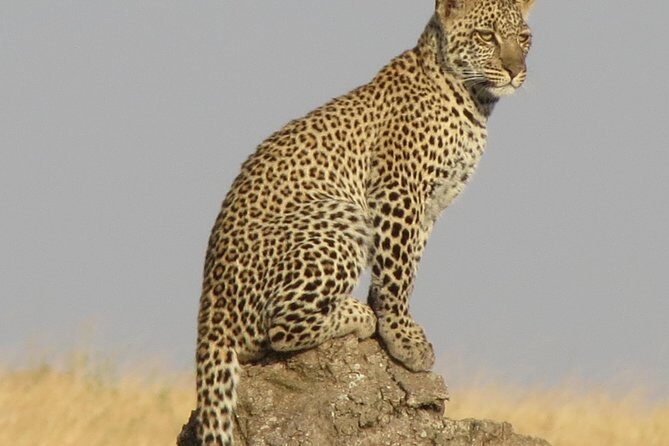 4 Days Joining group budget camp Safari in Serengeti , Ngorongoro and Tarangire - Game drives in pop-up safari jeeps: spotting time is the product