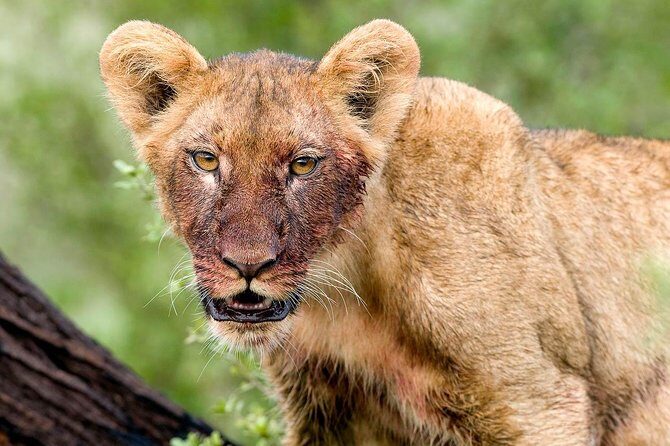 4 Days Lake Manyara National Park, Ngorongoro Crater , Serengeti National Park. - Key highlights you should care about