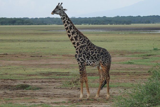 4 Days Lodge Safari - Ngorongoro Conservation Area: the dawn rhythm you feel in your bones